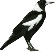 Australian Magpie